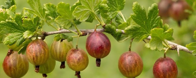 Compota de grosella per a l'hivern en pot de 3 litres