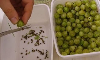 ¿Cómo hacer mermelada de grosella con limón para el invierno? Clasifique las bayas con cuidado y luego enjuáguelas con abundante agua. Después de los procedimientos con agua, las bayas deben procesarse. Para ello, utiliza unas tijeras y corta todas las colas y tallos. Sí, este es un proceso bastante tedioso y lento, por lo que sería bueno si alguien pudiera ayudarte.