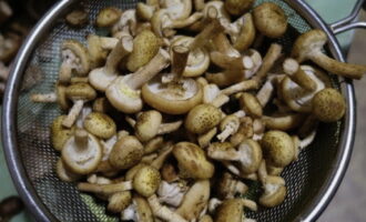 Comment préparer les champignons marinés les plus délicieux pour l'hiver ? Nous nettoyons soigneusement les champignons de la saleté, des petites branches et des feuilles. Lavez, puis remplissez d'eau propre, faites bouillir pendant 5 minutes. Mettez-le ensuite dans une passoire, rincez et laissez l'eau s'écouler.