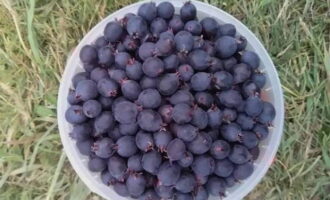 Para que la mermelada de moras sea más rica y deliciosa para el invierno, elija solo bayas maduras.Clasificamos el irgu: quitamos ramas y hojas, nos deshacemos de las bayas en mal estado.