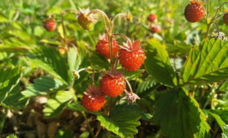 ¿Cómo hacer mermelada de fresa para el invierno? Clasificar las bayas, quitarles los tallos y cubrirlas con azúcar, colocándolas en un recipiente adecuado resistente al calor. Deja las fresas durante 6-8 horas para que suelten el jugo. 