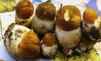 Bagaimana untuk menyediakan boletus jeruk untuk musim sejuk dalam balang? Bahan mentah yang sesuai untuk penjerukan adalah cendawan termuda yang belum sempat terbentuk. Ini menjadi keras, rangup, licin. Jika boleh, kami mengesyorkan memilih spesimen tersebut dan memerapnya dalam balang makanan istimewa yang berasingan.