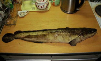 How to prepare a delicious burbot dish? First, thoroughly wash the fish under running water. Next, we clean it of scales, remove the gills with entrails and, if desired, cut off the head. Then rinse the fish again under water. It is also advisable to remove the skin and cut off the fins and tail.