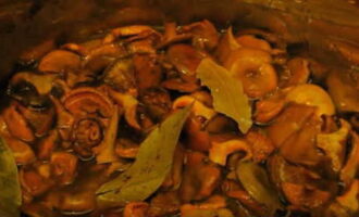 Kochen Sie in einem Topf zum Kochen von Pilzen ein Glas sauberes Wasser, lösen Sie einen Teelöffel Salz darin auf und geben Sie die vorbereiteten Safranmilchkapseln in kochendes Wasser. Sie werden viel von ihrem Saft abgeben.