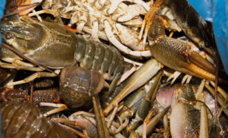 Sediakan udang karang. Udang mesti hidup. Jika tidak, anda mungkin keracunan.