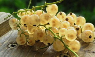 Per preparare una semplice gelatina di ribes bianco per l'inverno, raccogliamo prima le bacche.