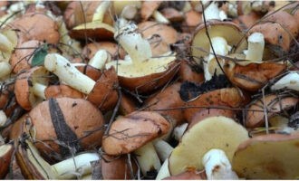 For at forberede boletus til vinteren skal du samle dem.