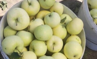 How to prepare a simple white filling for the winter? Measure out the required number of apples.