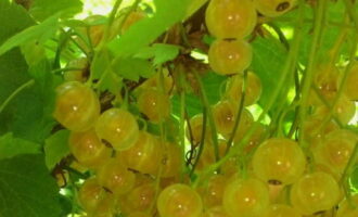 Afin de préparer les préparations de groseilles blanches pour l'hiver, nous procédons à l'étape la plus minutieuse : cueillir les baies, en essayant de séparer les fruits des branches sans en violer l'intégrité.