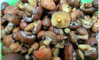 We delen een recept voor het bereiden van gezouten boter in potten voor de winter. We maken de champignons schoon, spoelen ze af en scheiden vervolgens de stelen van de doppen.