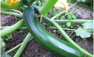 Grillede grøntsager er meget nemme at tilberede. Tag en mellemstor zucchini eller zucchini. Unge eksemplarer er bedst egnede.