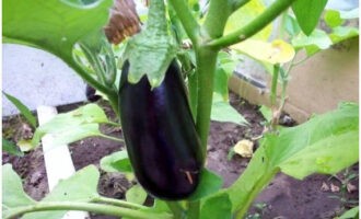 We snijden aubergines uit de struik.