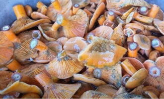 Hoe saffraanmelkdoppen koud inmaken voor de winter? Doe de vers geplukte champignons in een diepe kom en vul deze met koud water gedurende een uur. Tegelijkertijd zullen de saffraanmelkdoppen beter worden ontdaan van bosresten. We wassen de greens en pellen de knoflookkoppen.